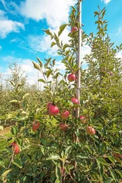 Beautiful optimistic landscape with apples in the apple garden Stock Photos