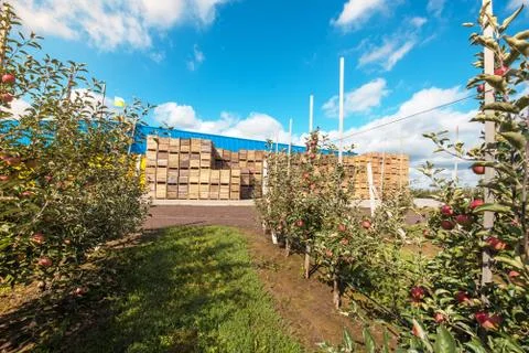 Beautiful optimistic landscape with apples in the apple garden Stock Photos