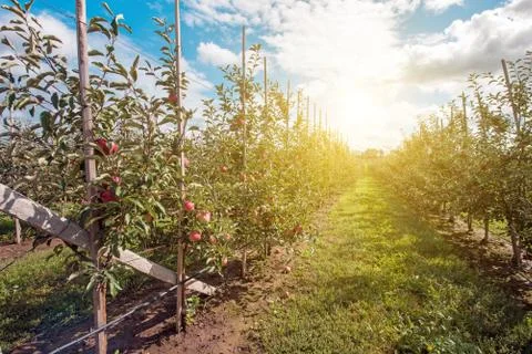 Beautiful optimistic landscape with apples in the apple garden in sunlight Stock Photos