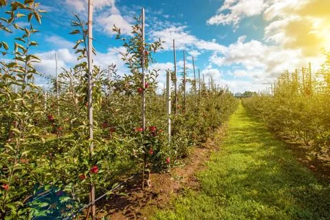Beautiful optimistic landscape with apples in the apple garden at sunny day Stock Photos