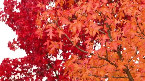 Beautiful orange and red maple leaves move in the wind Video stock 164288719
