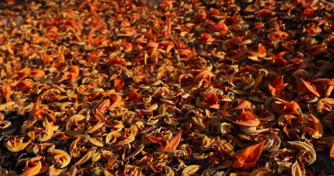 Beautiful orange butea monosperma flowers fell on the ground. Video stock 316880341