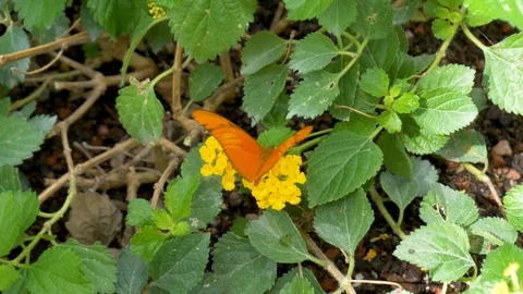 Beautiful orange butterfly drinks nectar from a flower Stock Footage 105621154