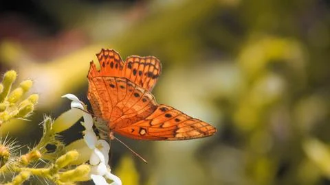 Beautiful orange butterfly with patterned wings gently resting on a delicat.. Stock Photos