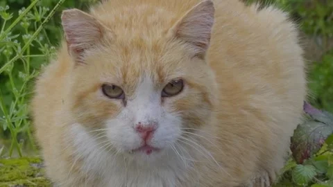Beautiful Orange Cat With Big Golden Stock Video Pond5
