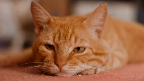 Beautiful orange cat face closeup looking around then laying down to sleep Stock Footage 125638288