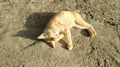 Beautiful Orange Cat Stock Footage 221214391