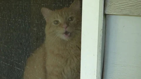 Beautiful Orange Cat In Window Stock Footage 39532860