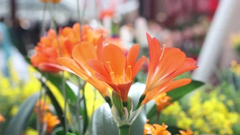 Beautiful orange clivia miniata flower blooming. Stock-Footage 333602565