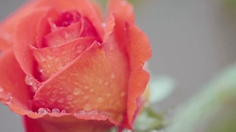 Beautiful orange color rose in rain close up Stock Footage