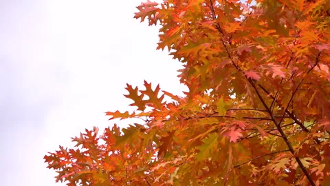 Beautiful orange dry leafs at background clouds 4K. Calm scene. 库存影片 254185489