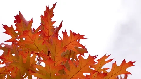 Beautiful orange dry leafs at background clouds 4K. Calm scene. Stock Footage 254186522