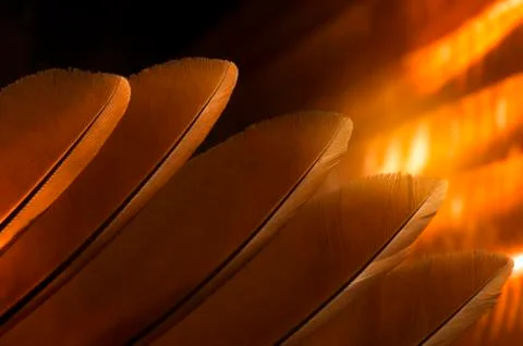 Beautiful orange feather pattern texture background ,Orange macro feather, Fe Stock Photos