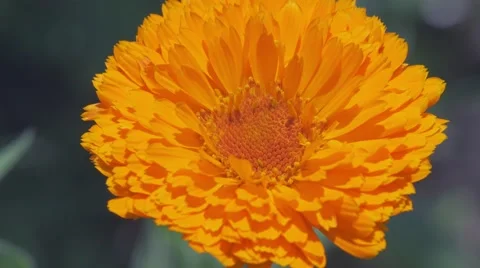 Beautiful orange flower 스톡 동영상 65112997