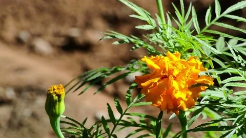 Beautiful Orange  Flower Stock-Footage 73818581