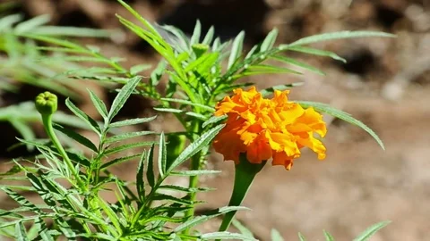 Beautiful Orange  Flower Video stock 73818671