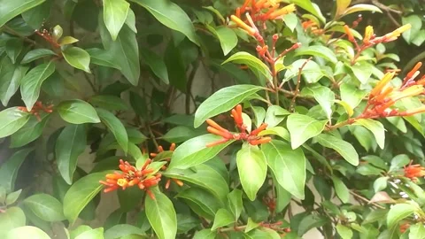 Beautiful orange flower moves while the wind blows. Stock Footage 135040363