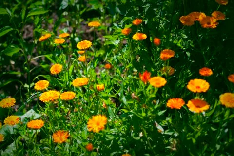 Beautiful orange flower Stock Photos