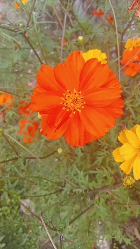 Beautiful orange flowers Stock Footage 321815634