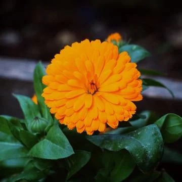 The beautiful orange flowers in the garden in the nature Stock Photos