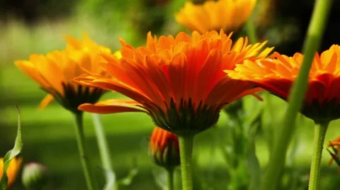 Beautiful orange Gerbera flowers in garden Stock Footage