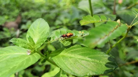 Beautiful orange insect walking through the leaves while receiving the wind Stock Footage 99554520