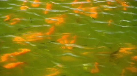 Beautiful orange koi-fish Stock Footage 53755497