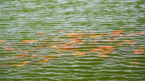 Beautiful orange koi-fish Stock Footage 53755504