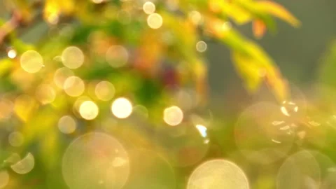 Beautiful orange leaf and dew bokeh video background. Leaves and dew Stock Footage 145250327