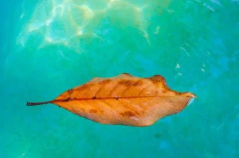 A beautiful orange leaf swims in clear turquoise water. 스톡 일러스트