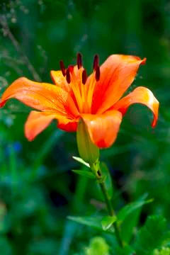 Beautiful orange lilys in the summer garden Stock Photos