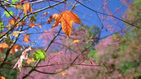 Beautiful orange maple leaf against prunus serrulata tree. Stockbeeldmateriaal 168114539