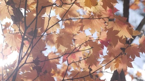 Beautiful orange maple leaves tree blowing in the wind with sunlight in autumn Stock Footage 115572606