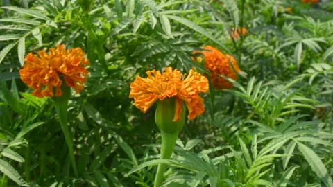 Beautiful orange marigold flower. Stock Footage 240840684