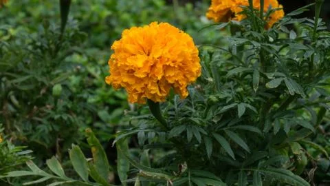 Beautiful orange marigold flowers. Stock Photos