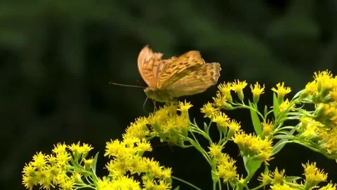 Beautiful orange patterned butterfly feeding on bright yellow wildflowers 스톡 동영상 348064950