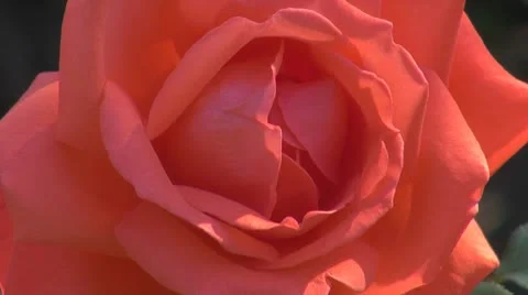 Beautiful orange rose Stock Footage 8928823