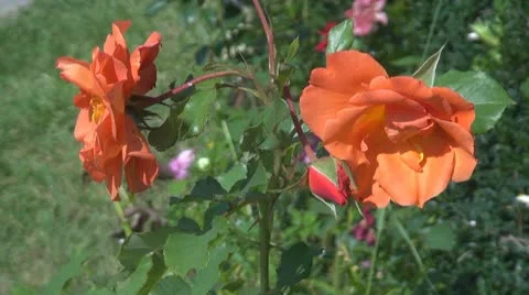 Beautiful orange rose Stock Footage 8983156