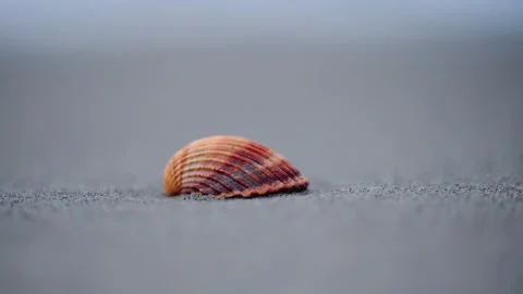 Beautiful orange seashell resting on sand, with waves crashing softly in the Stock Footage 299654980
