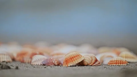 Beautiful orange seashells scattered on the sandy beach with waves softly Stock Footage 299654725
