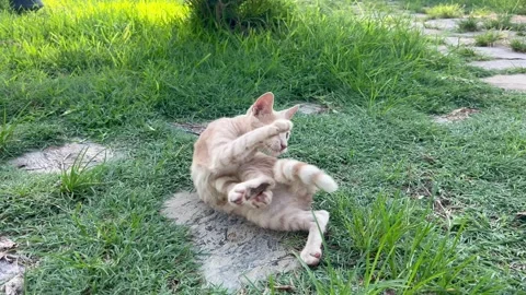 Beautiful orange stray cat in a garden Stock Footage 337136183