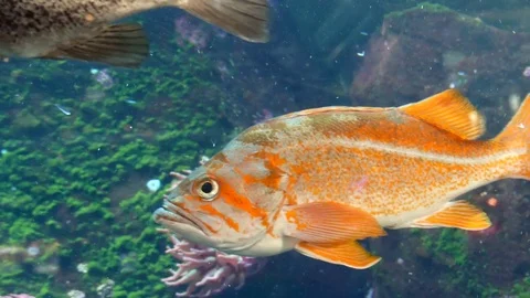 Beautiful orange striped fish Stock Footage 71413654