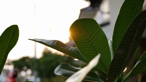 Beautiful orange sun light through green sprout leaf in summertime Stock Footage 88329509