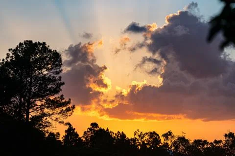 Beautiful orange sunset with backlit trees as frame. Stock Photos