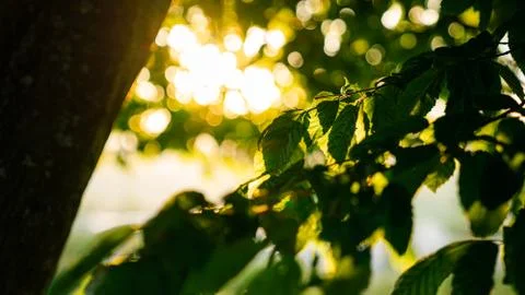 Beautiful orange sunset behind tree leaves. Evening twilight Stock Photos