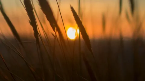 Beautiful Orange Sunset Stock Footage 67463618