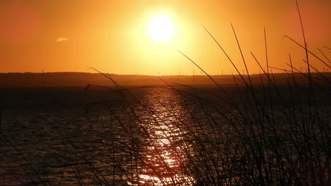 Beautiful orange sunset on lake with grasses blowing in the breeze Stock Footage