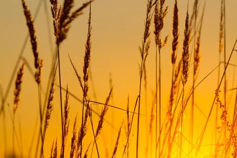 Beautiful orange sunset Stock Photos