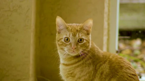 Beautiful Orange Tabby Cat Looking around on back porch Stock Footage 172498159