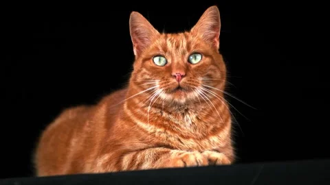 Beautiful orange tabby cat looking around with bright green eyes sitting calmly Stock Footage 340952690